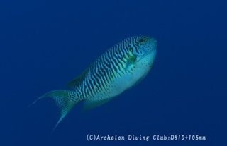 tosa231210-n01.jpg