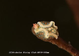 toumon200313-01.jpg