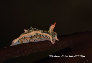 toumon201109.jpg