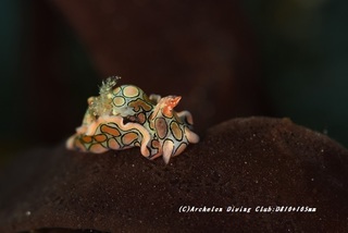 toumon210227-ya.jpg