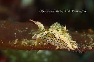 toumon231030-y.jpg