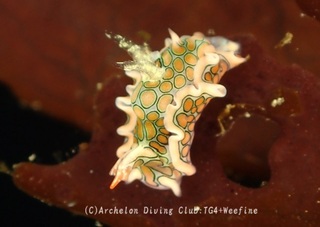 toumon240118-y.jpg