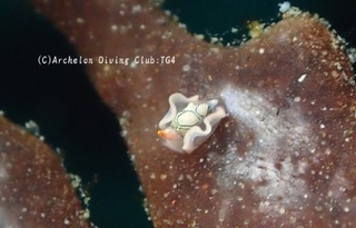 toumon241204-yy.jpg
