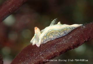 toumon250111-y.jpg