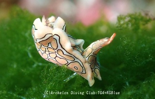 toumon250330-y.jpg