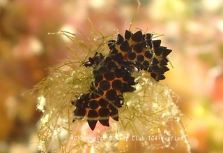 tsumaguromo240304-y.jpg