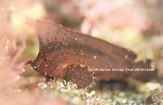 tsumajiro200925.jpg
