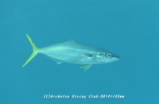 tsumuburi200211.jpg