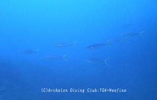 tsumuburi231220-y.jpg