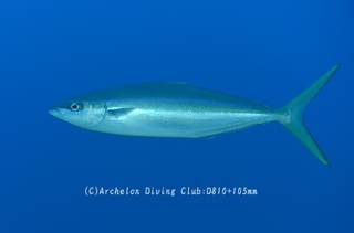 tsumuburi231226-y.jpg