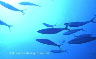tsumuburi240814-n02.jpg