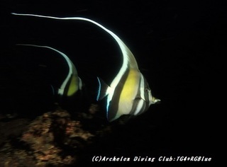 tsunodashi190805.jpg