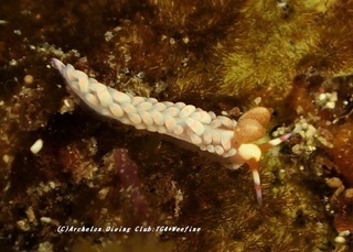 tsutsuishi210107-so.jpg