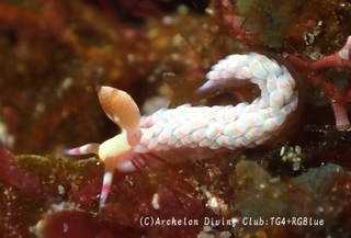 tsutsuishi250110-s.jpg
