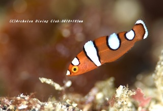 tsuyubera230830-n.jpg