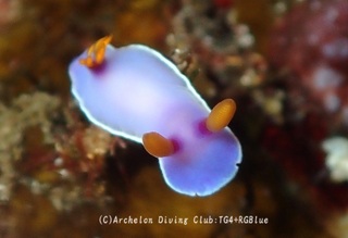 tsuyukusa250330-y02.jpg