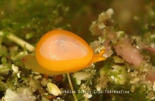 tsuyutama240523-y.jpg