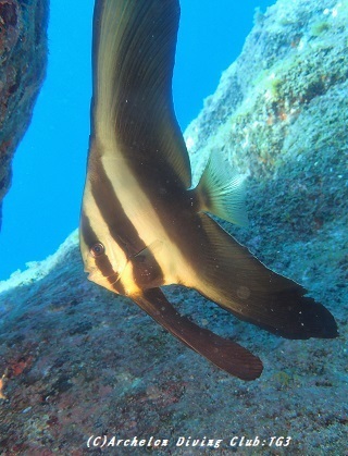 tubame190927.jpg