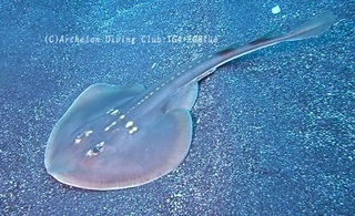 uchiwazame211221-y02.jpg