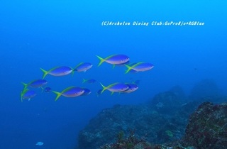 umeiro210112-na.jpg