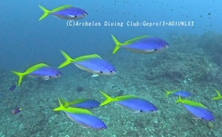 umeiromodoki250121-n.jpg