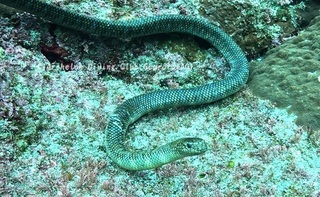umihebi250120-n01.jpg