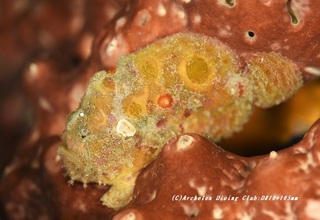 urumakaeru201018.jpg