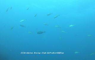 usuba210510-ya.jpg