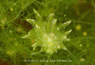 usumidorimo240523-n.jpg