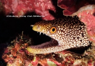 waka210116-so.jpg