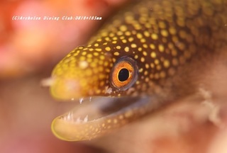 waka210120-ya.jpg