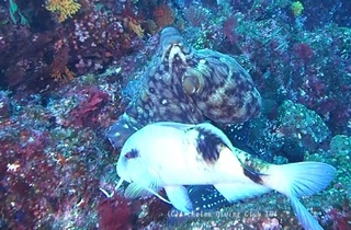 wamon240129-n.jpg