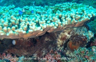 wamondako241009-y.jpg
