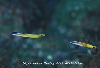 warasubo-180905-01.jpg