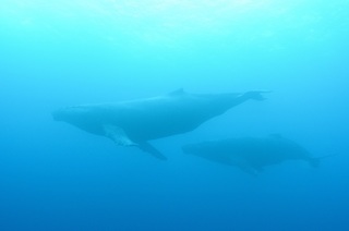 whale-151213-01-s-1000.jpg