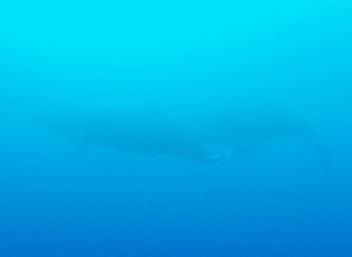 whale-151213-tg-09-600.jpg