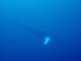 whale-151223-tg-01-600.jpg