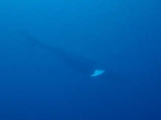 whale-151223-tg-02-600.jpg