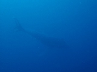 whale-151223-tg-03-600.jpg