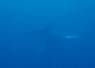 whale-151223-tg-04-600.jpg
