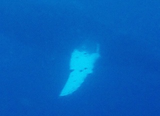whale-151223-tg-05hire-1000.jpg