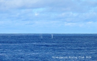 whale241117-n.jpg
