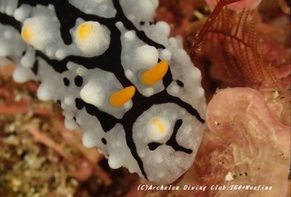 wilaibo230823-tare.jpg