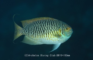 yaitosa240613-n.jpg