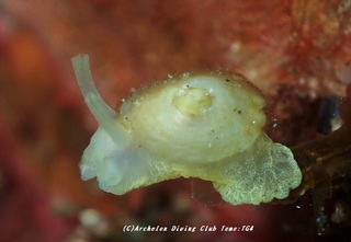 yamatojingasa210511-na.jpg