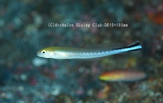 yaseamadai231012-n.jpg
