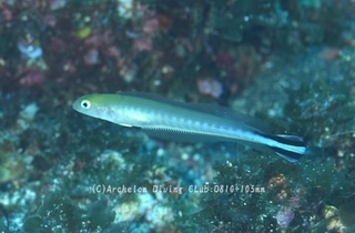 yaseamadai240806-n.jpg
