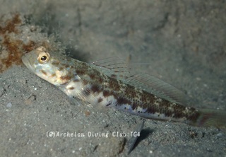 yatsushi240121-k.jpg