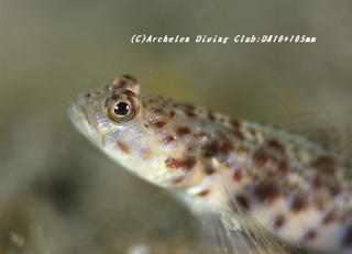 yatsushiahze190814-01.jpg