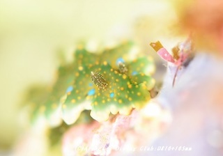 yosenami190718-02.jpg